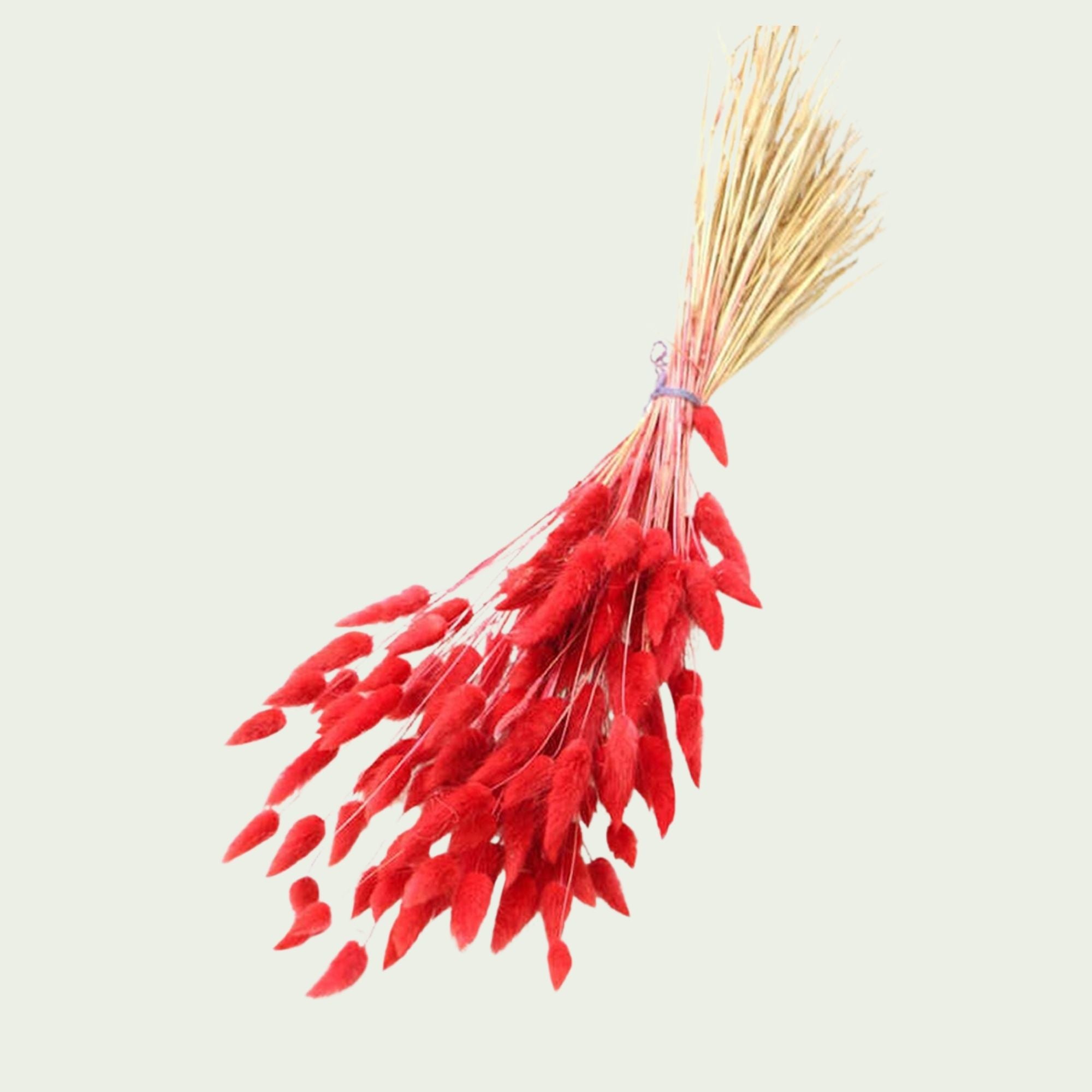 Dekoratif Lagurus Pamuk Otu Demeti