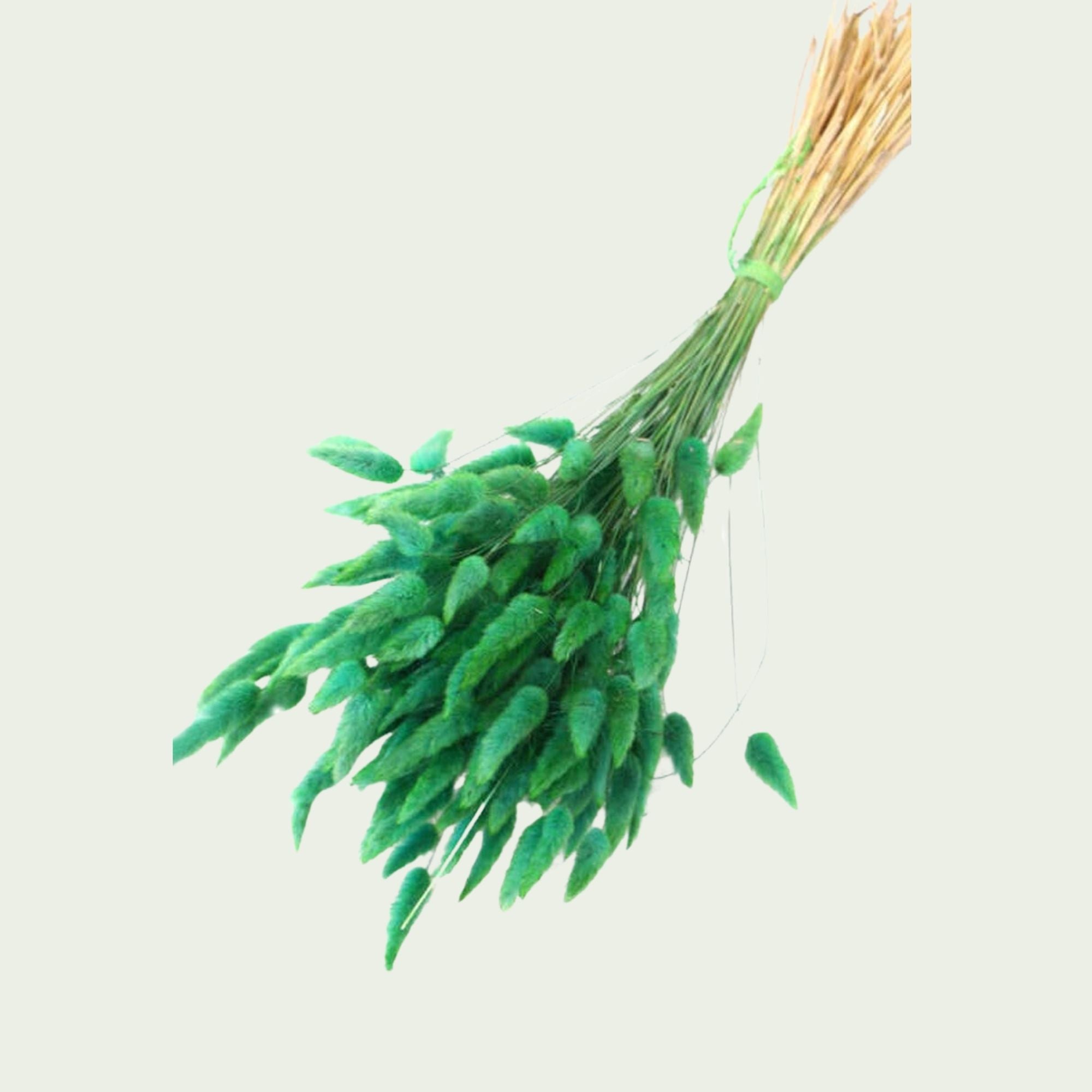 Dekoratif Lagurus Pamuk Otu Demeti