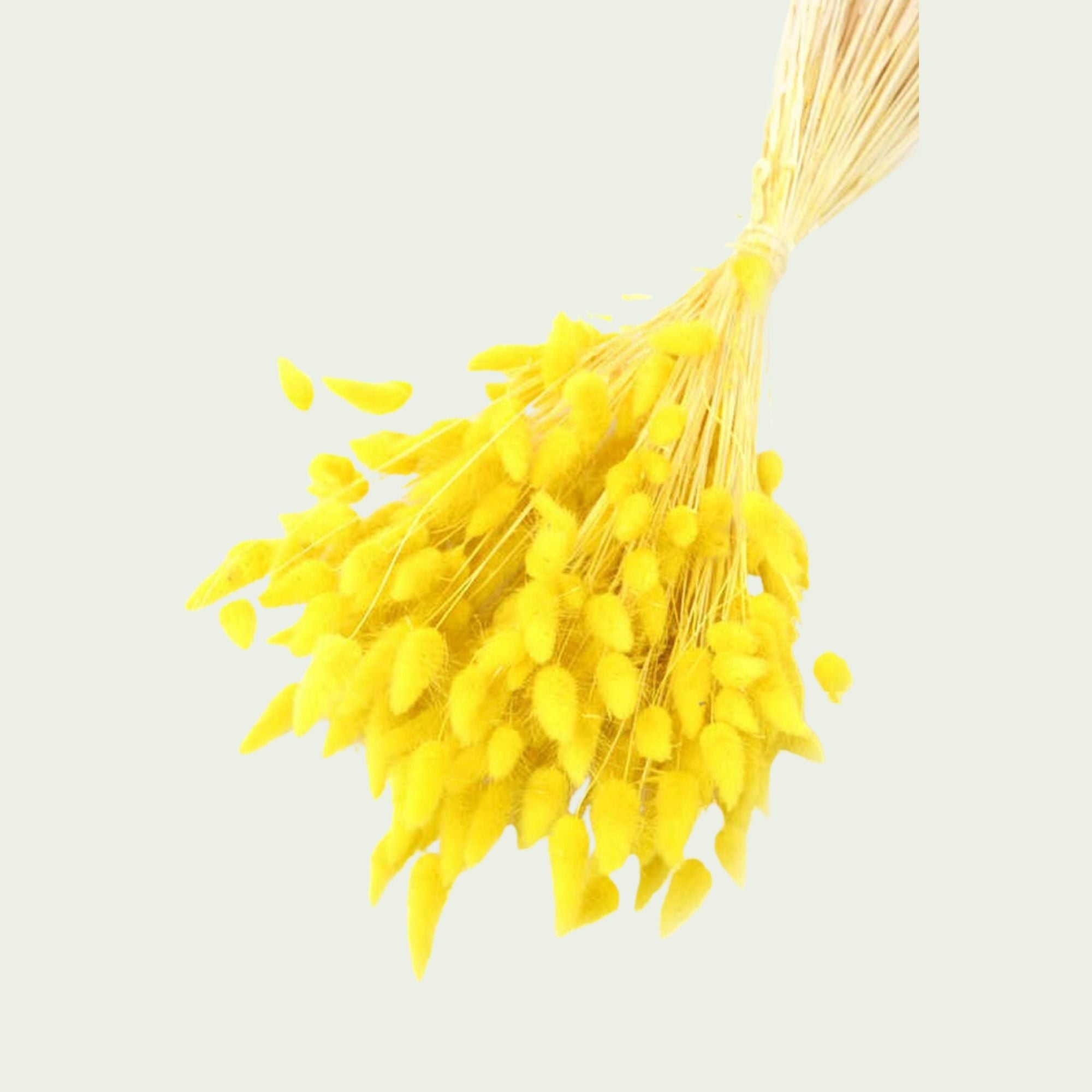 Dekoratif Lagurus Pamuk Otu Demeti