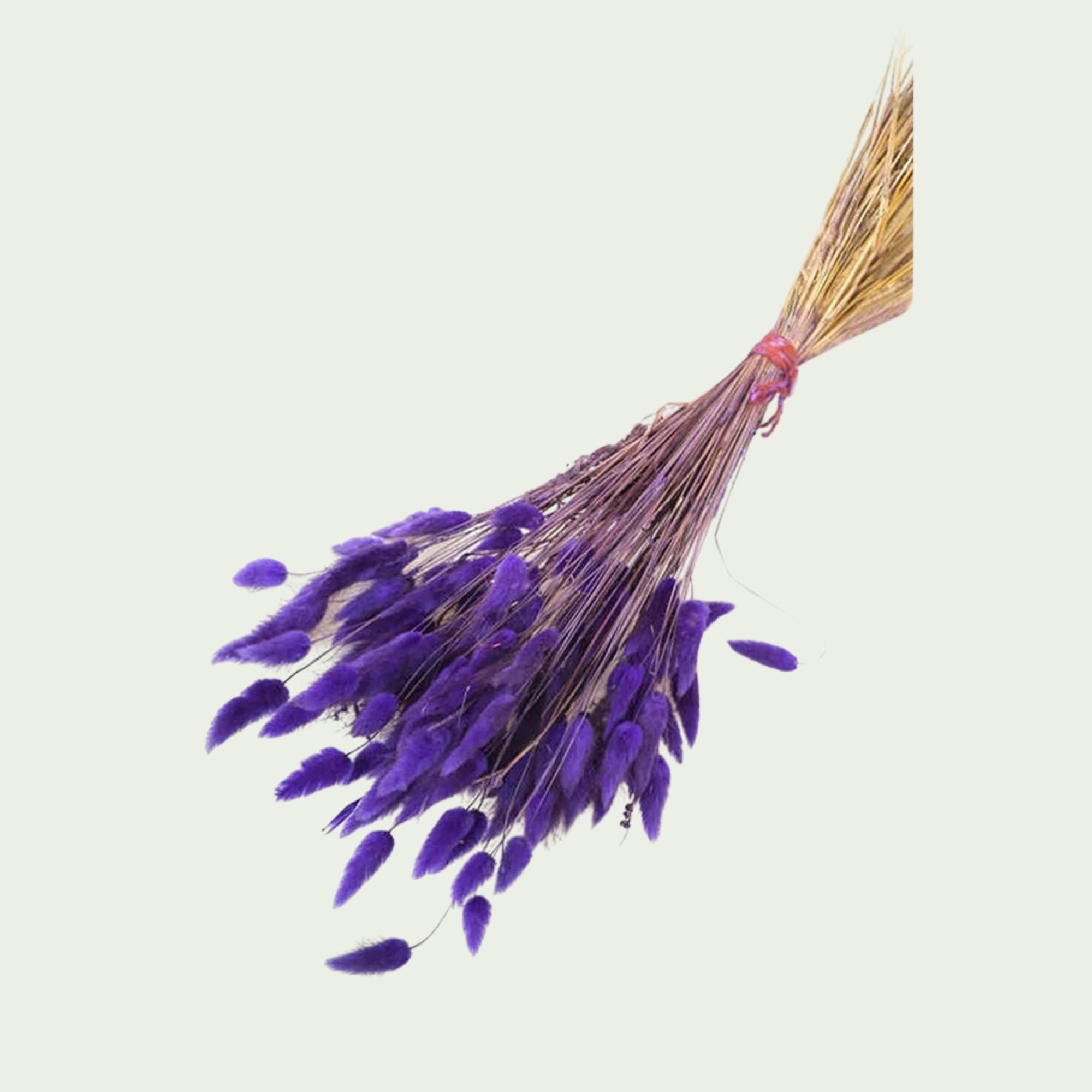 Dekoratif Lagurus Pamuk Otu Demeti