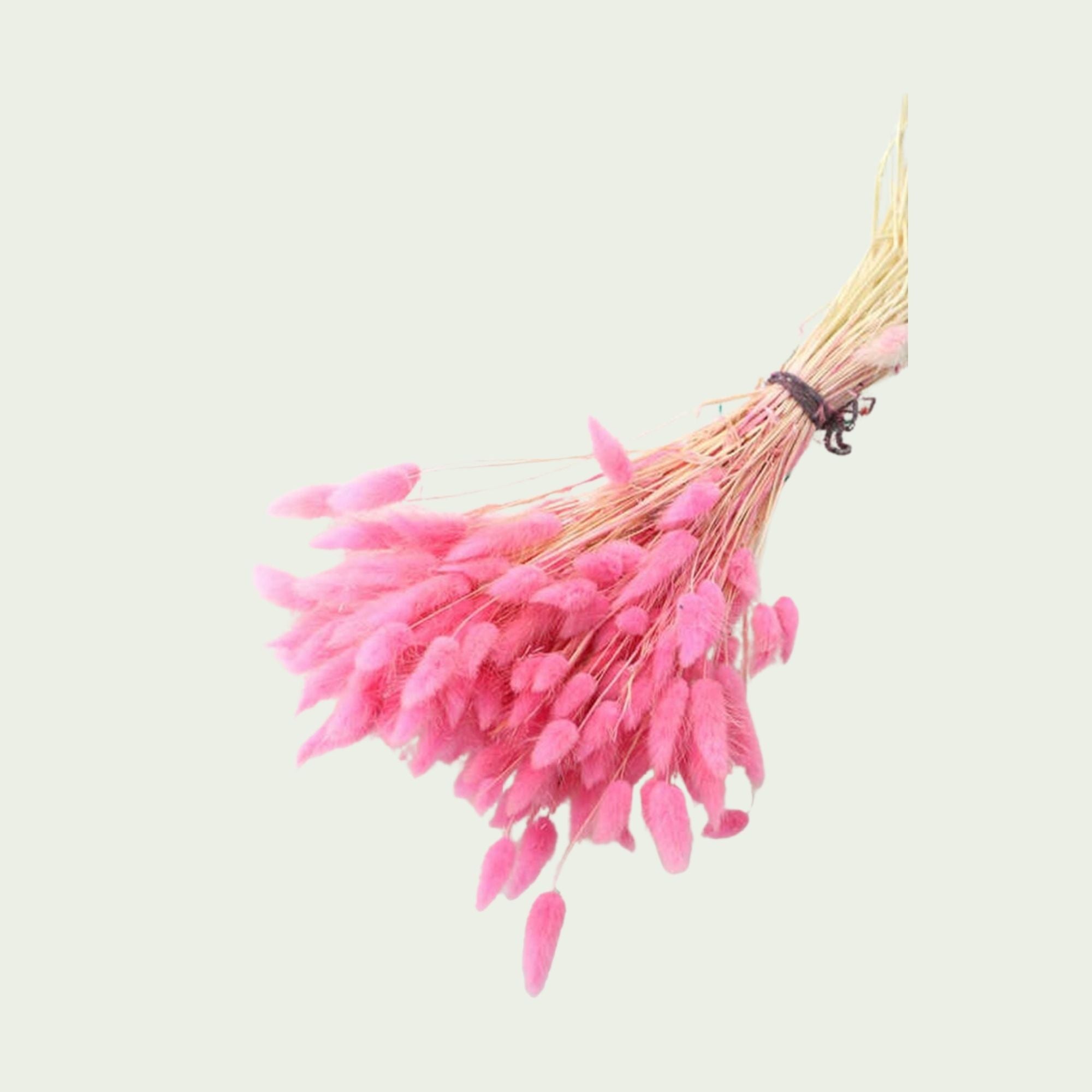 Dekoratif Lagurus Pamuk Otu Demeti