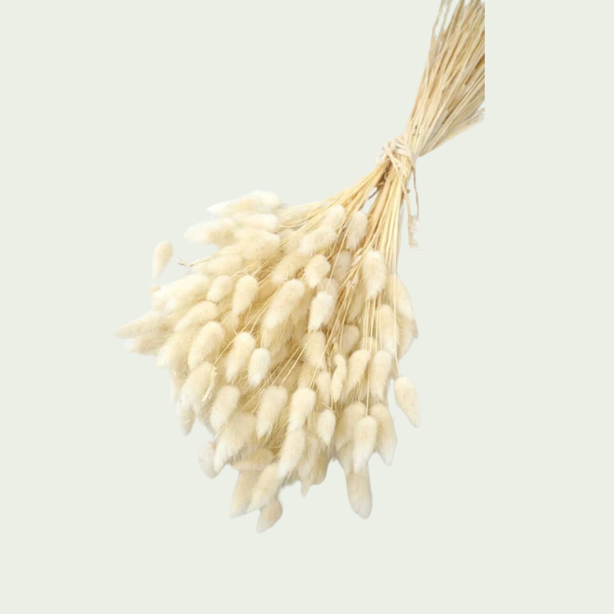 Dekoratif Lagurus Pamuk Otu Demeti